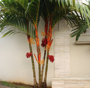 Areca vestiaria (Orange) Palm Tree