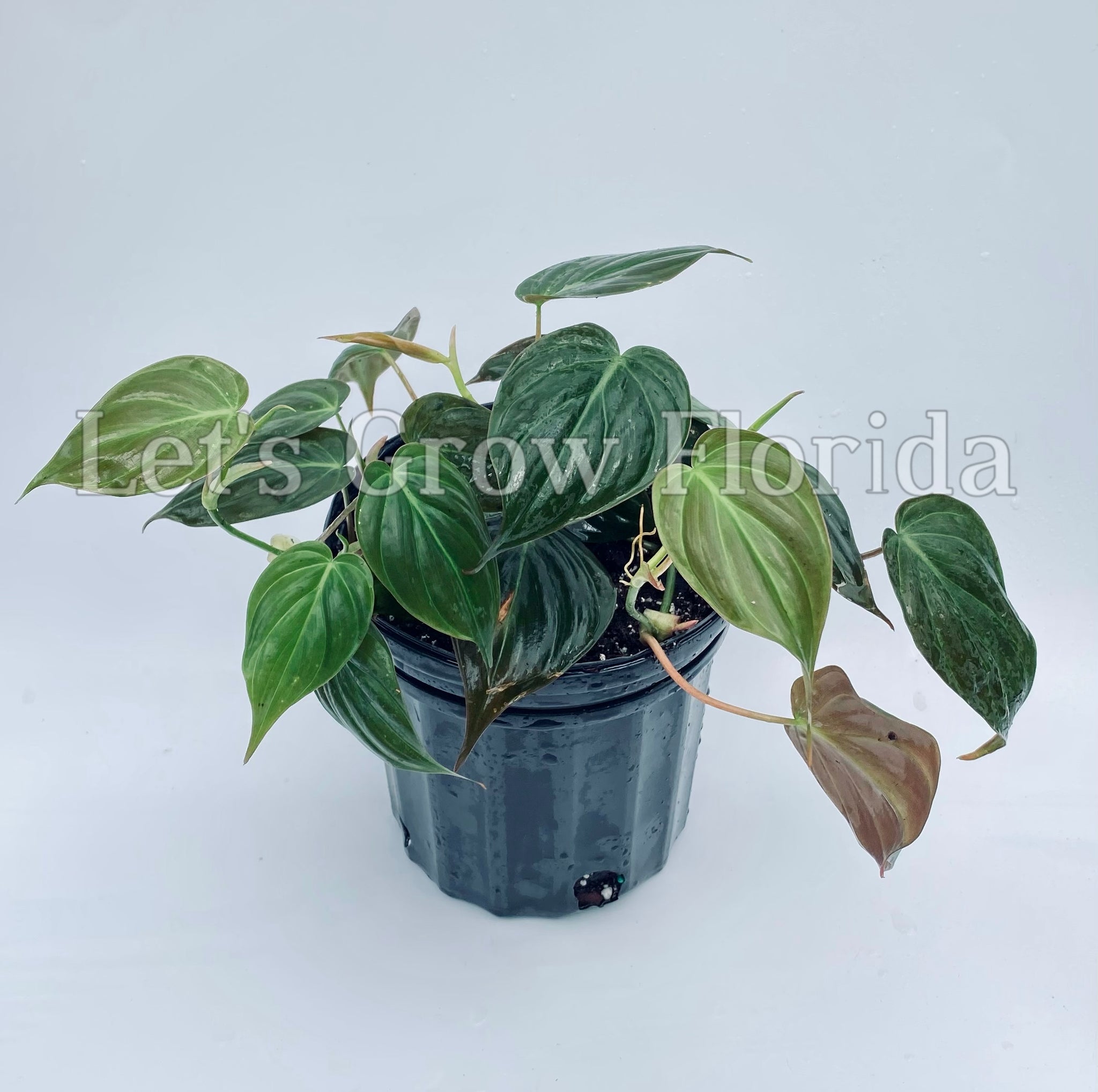 mutske philodendron by mio-sims Philodendron Micans Aroid – Let's Grow Florida