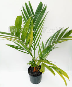 areca palm native to florida Areca vestiaria (Orange) Palm Tree