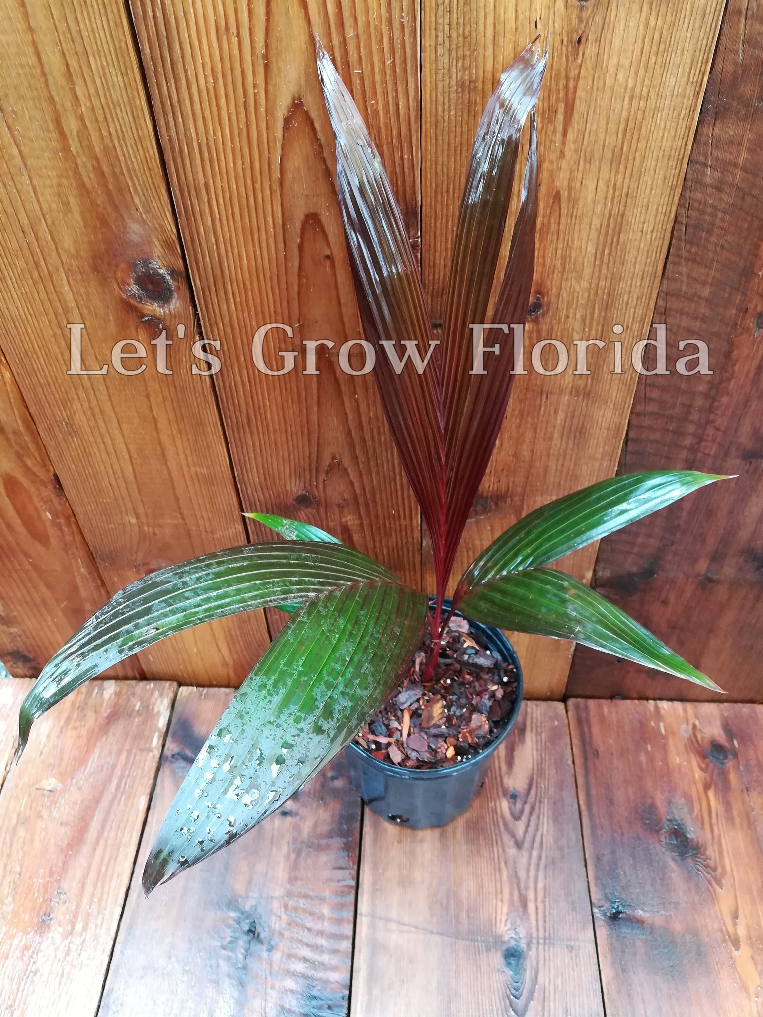 areca vestiaria red palm Areca vestiaria 'Red / Sunset' Palm Tree – Let's Grow Florida