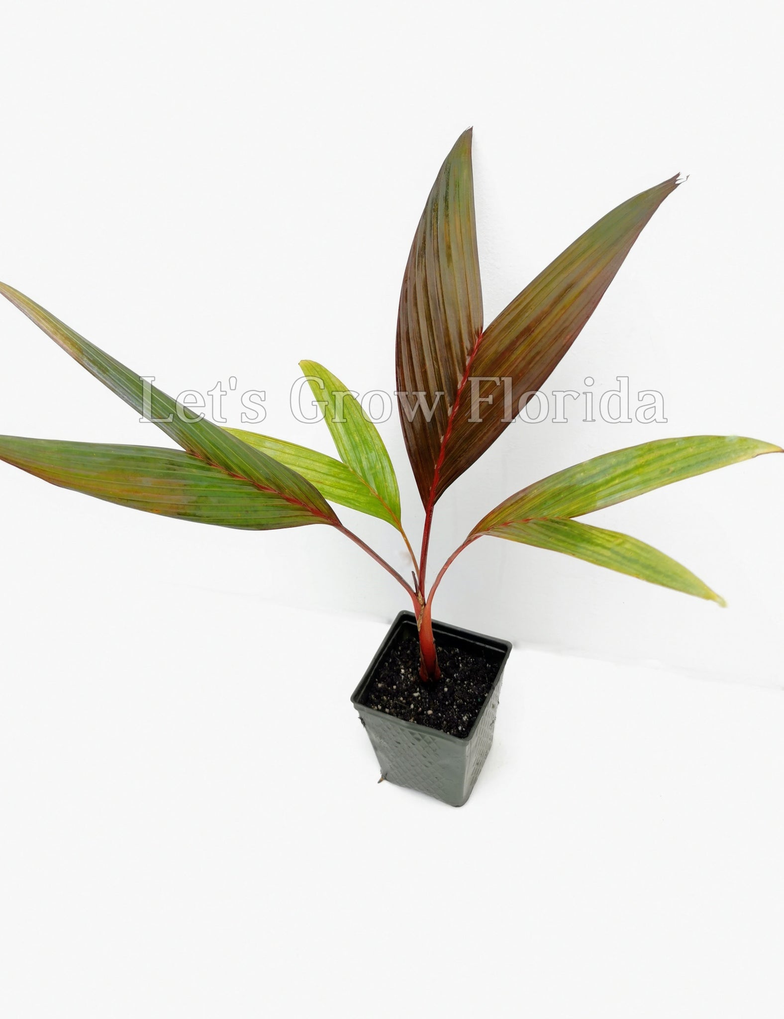 palma areca roja precio Areca vestaria Palmera 'Roja / Atardecer' – Let's Grow Florida