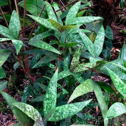 Pinanga disticha, 'Bat Wing' Palm Tree