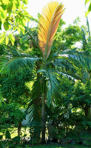 Chambeyronia macrocarpa, palmera lanzallamas.