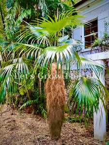 Coccothrinax crinita Palmera 'Viejo'.