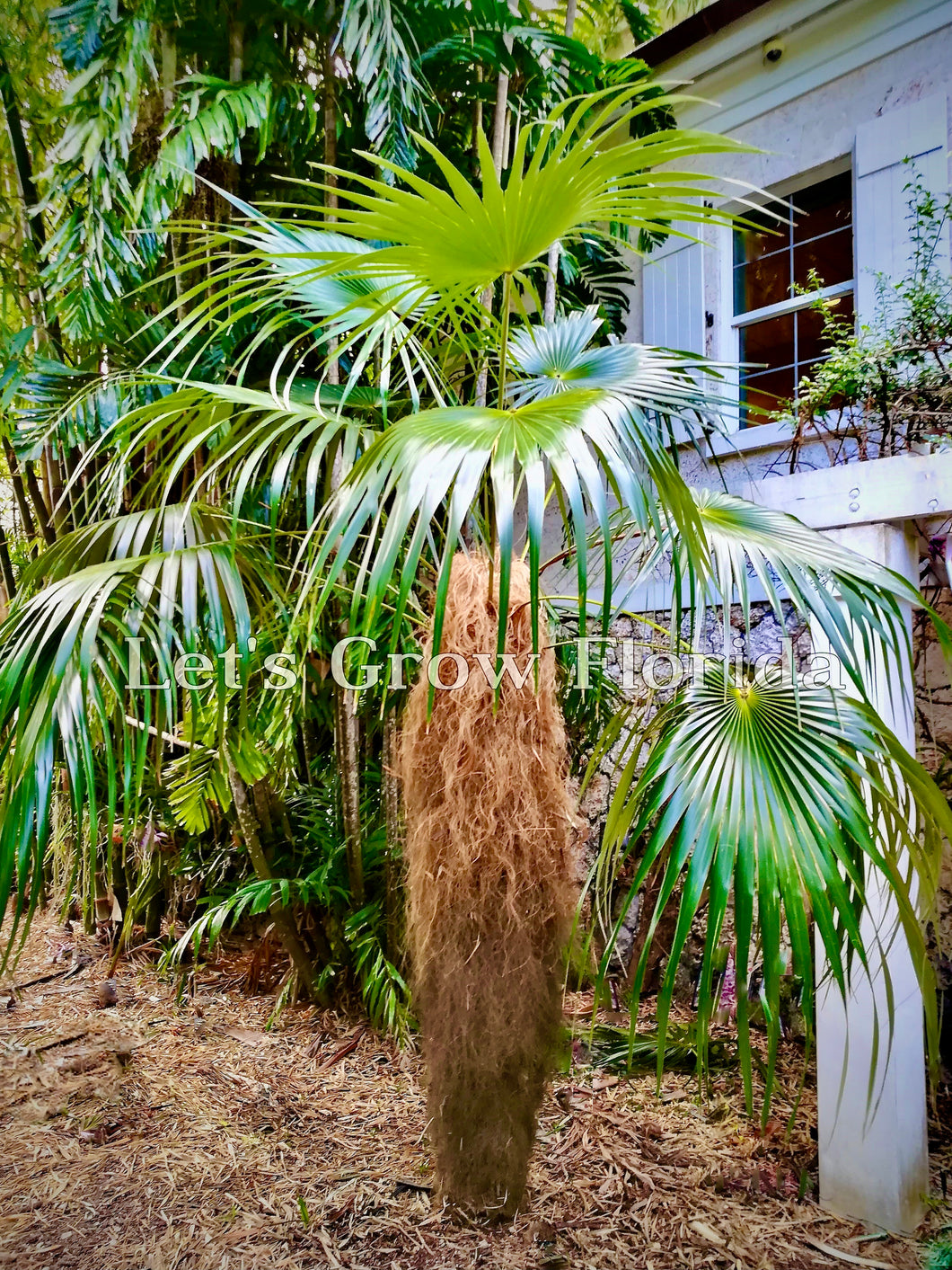 Coccothrinax crinita ‘Old Man’ Palm Tree.