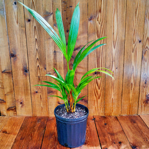 Cyrtostachys renda, ‘Red Sealing Wax’ / ‘Lipstick’ Palm Tree.