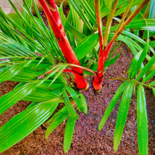 Cargar imagen en el visor de la galería, Cyrtostachys renda, palmera &#39;Lacre rojo&#39; / &#39;Lápiz labial&#39;.