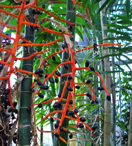 Chamaedorea tepejilote Palm Tree