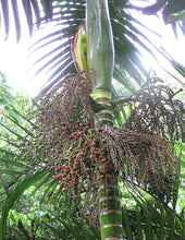 Cargar imagen en el visor de la galería, Chambeyronia macrocarpa, palmera lanzallamas.