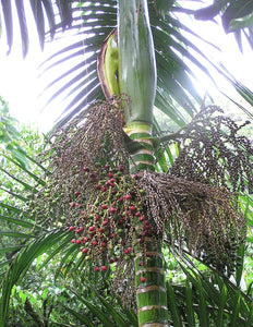 Chambeyronia macrocarpa, palmier lance-flammes.