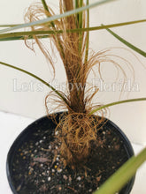 Load image into Gallery viewer, Coccothrinax crinita ‘Old Man’ Palm Tree.