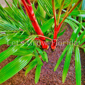 Cyrtostachys renda, ‘Red Sealing Wax’ / ‘Lipstick’ Palm Tree