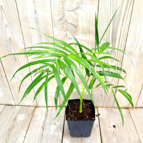 Dypsis psammophila, 'White Sand' Palm Tree