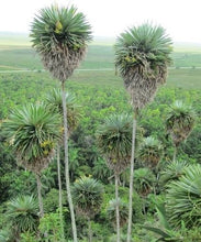 Load image into Gallery viewer, Hemithrinax ekmaniana, Trinac, Jumagua Palm Tree Tropical Rare
