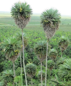 Hemithrinax ekmaniana, Trinac, Jumagua Palm Tree Tropical Rare