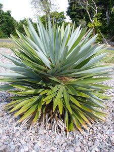 Hemithrinax ekmaniana, Trinac, Jumagua Palm Tree Tropical Rare