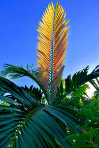 Chambeyronia macrocarpa, Flame Thrower Palm.