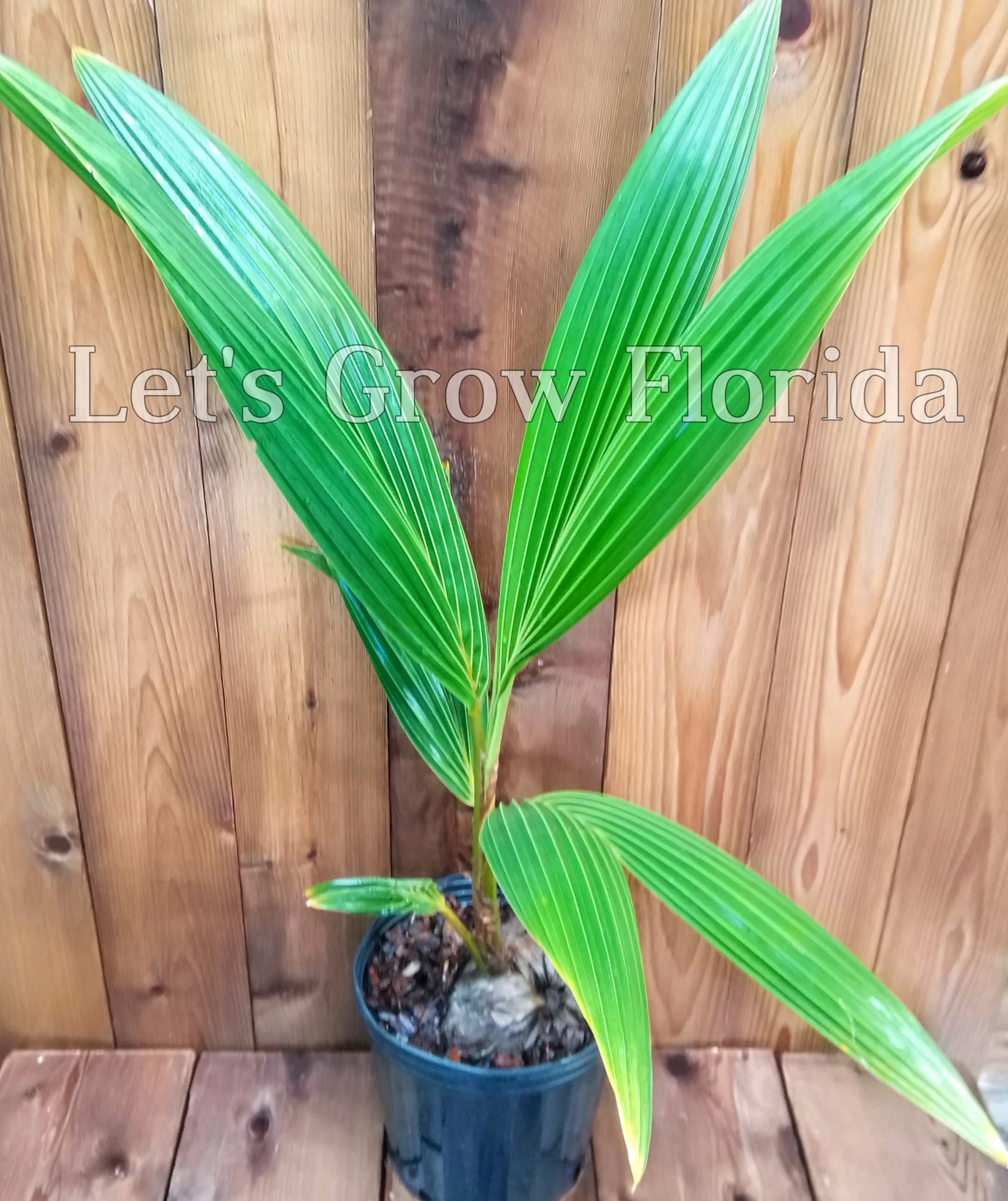 mature coconut palm for sale Panama / Pacific Tall Coconut Seed Cocos nucifera Tropical Live Rare P – Let's Grow Florida