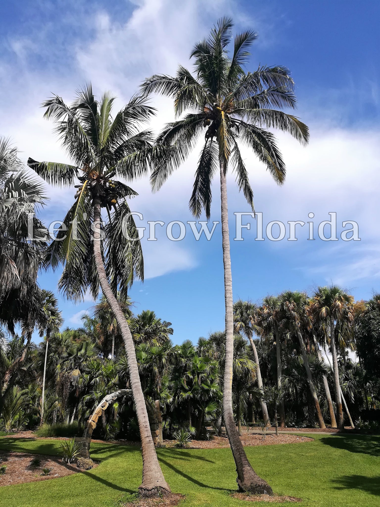coco palm plant Panama / Pacific Tall Coconut Seed Cocos nucifera Tropical Live Rare P – Let's Grow Florida