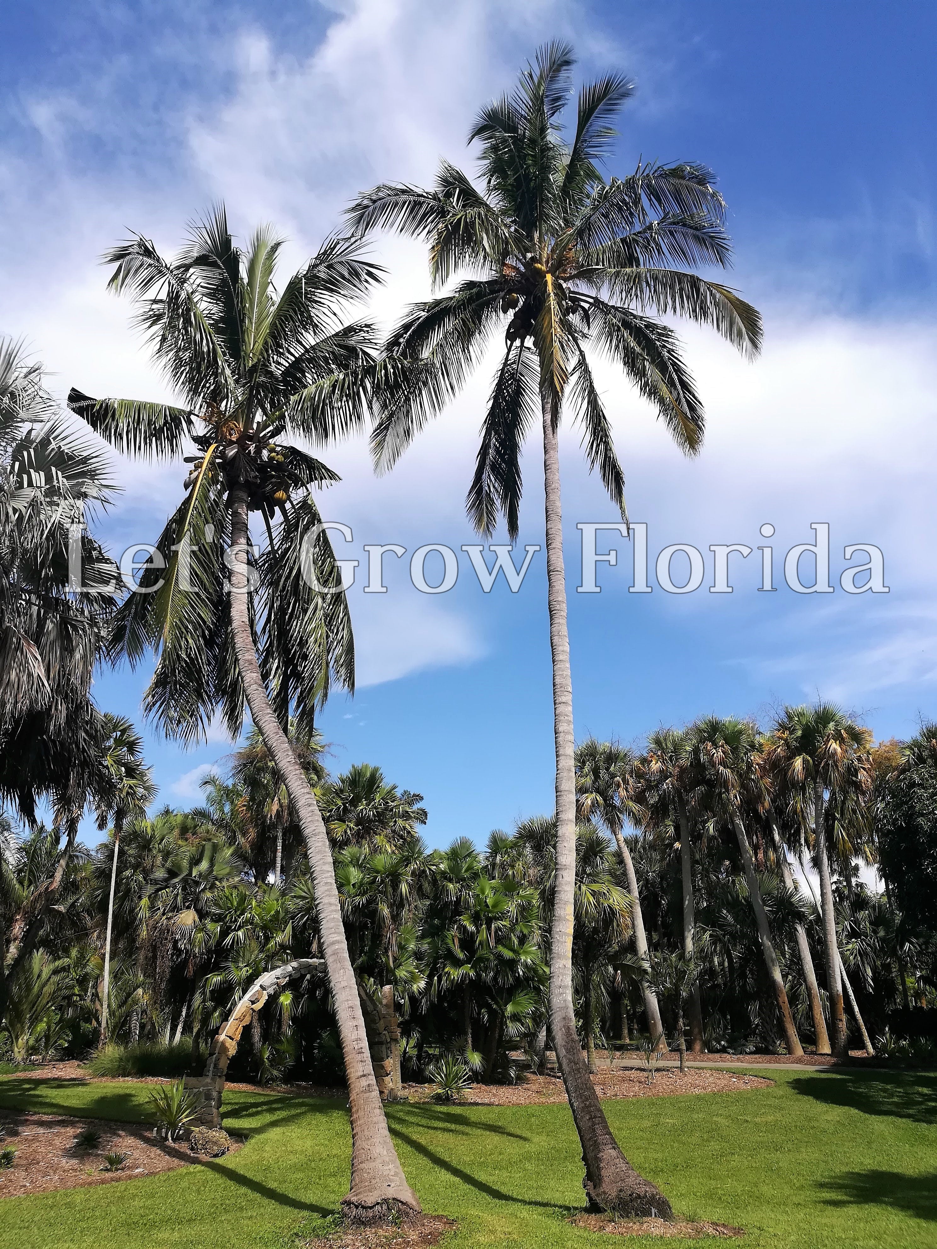where to buy a coconut palm tree Panama / Pacific Tall Coconut Seed Cocos nucifera Tropical Live Rare P – Let's Grow Florida