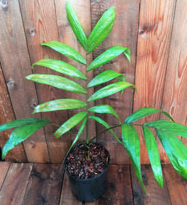 Chambeyronia macrocarpa, palmera lanzallamas.