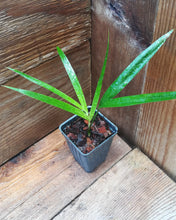 Cargar imagen en el visor de la galería, Palmera Kentiopsis oliviformis.