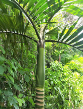 Cargar imagen en el visor de la galería, Chambeyronia macrocarpa, palmera lanzallamas.