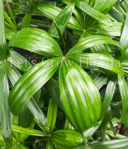 Rhapis gracilis La plante miniature du palmier dame tropicale 