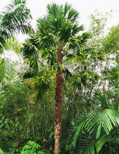 Load image into Gallery viewer, Saribus Rotundifolia &#39;Round Leaf Fountain Palm&#39; Tree