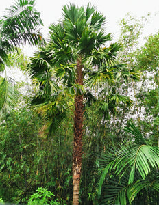 Arbre Saribus Rotundifolia 'Palmier fontaine à feuilles rondes'