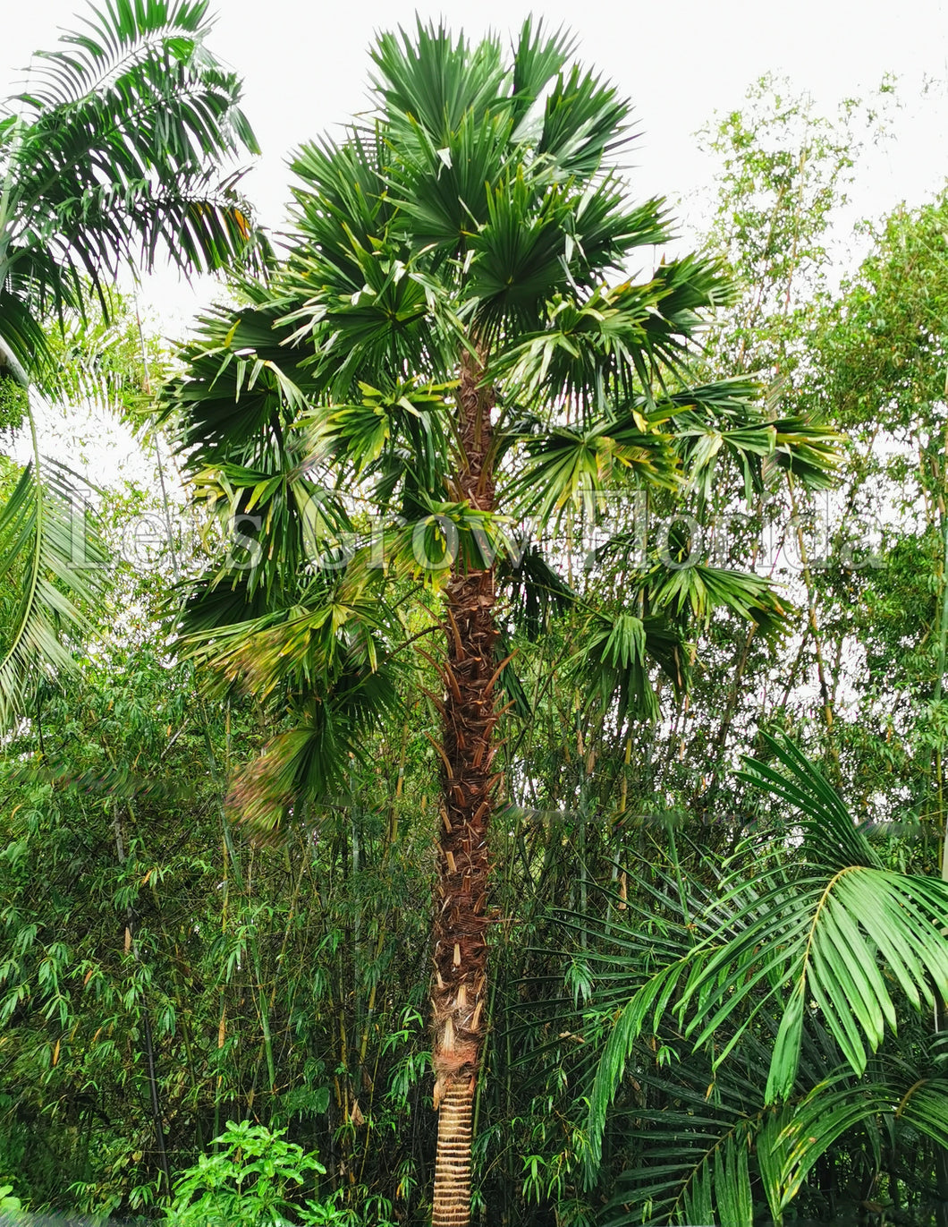 Arbre Saribus Rotundifolia 'Palmier fontaine à feuilles rondes'