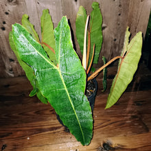 Load image into Gallery viewer, Philodendron billietiae.