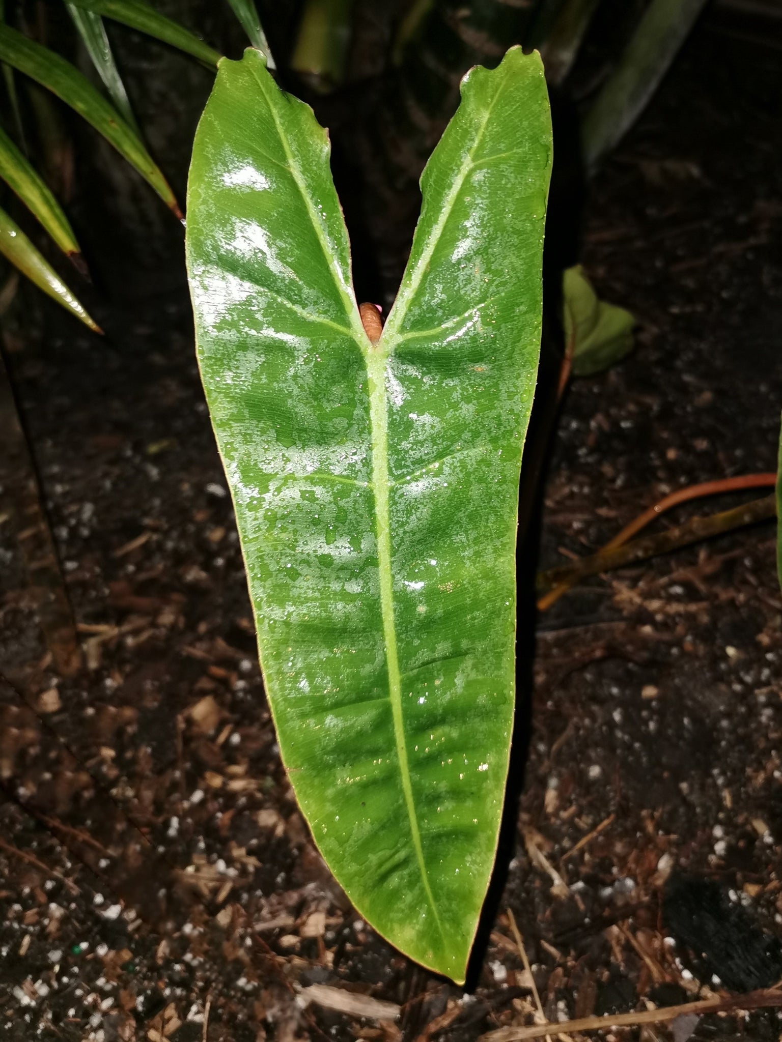 philodendron billietiae soil Philodendron billietiae. – Let's Grow Florida
