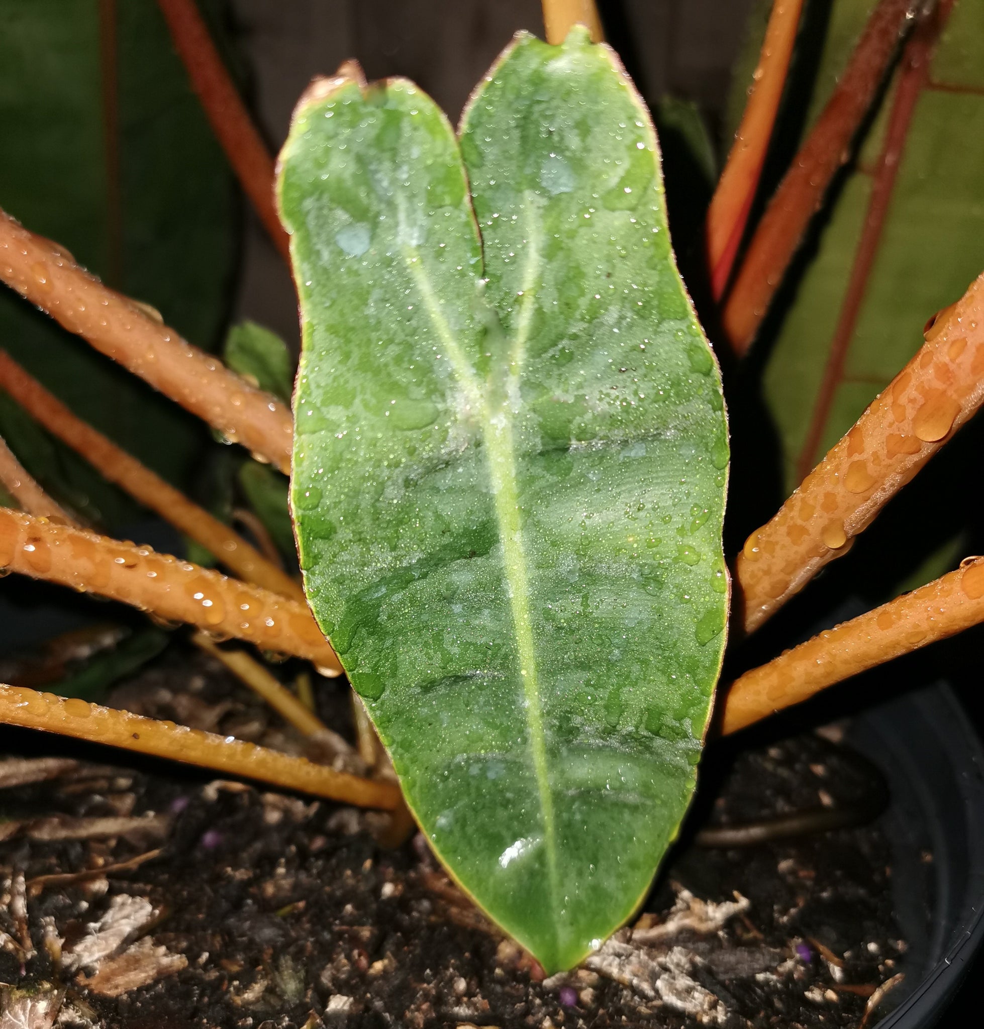 philodendron billietiae small Philodendron billietiae. – Let's Grow Florida