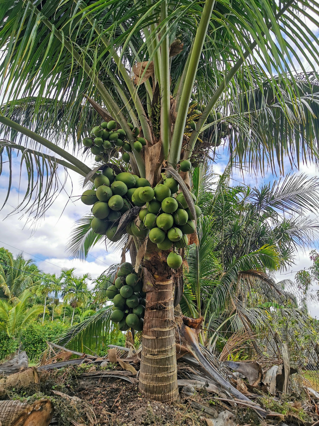 Semilla de coco enano jamaicano/malayo Cocos nucifera Palmera tropical.