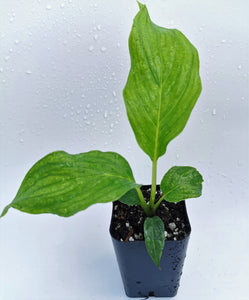 Plante à fleurs de chauve-souris, blanche, Tacca integrifolia.