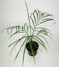 Load image into Gallery viewer, Hyophorbe verschaffeltii / Spindle palm tree