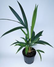 Cargar imagen en el visor de la galería, Cyrtostachys renda, palmera &#39;Lacre rojo&#39; / &#39;Lápiz labial&#39;.