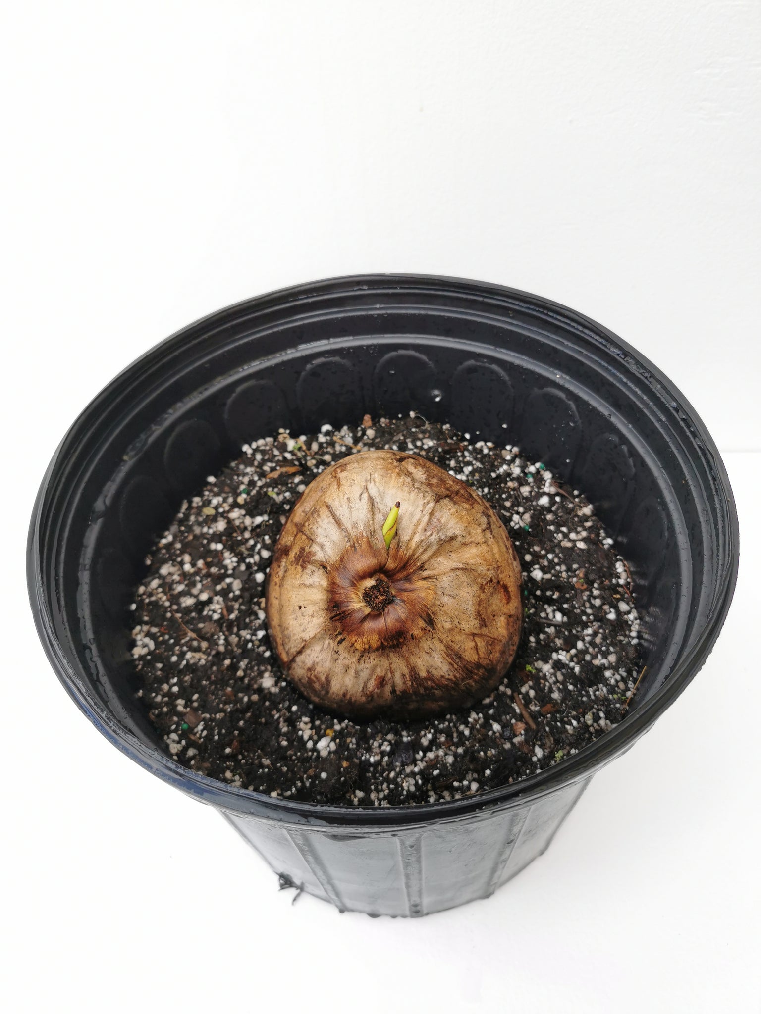 are coconuts palm tree seeds Jamaican / Malayan Dwarf Coconut Seed Cocos nucifera Tropical Palm Tre – Let's Grow Florida