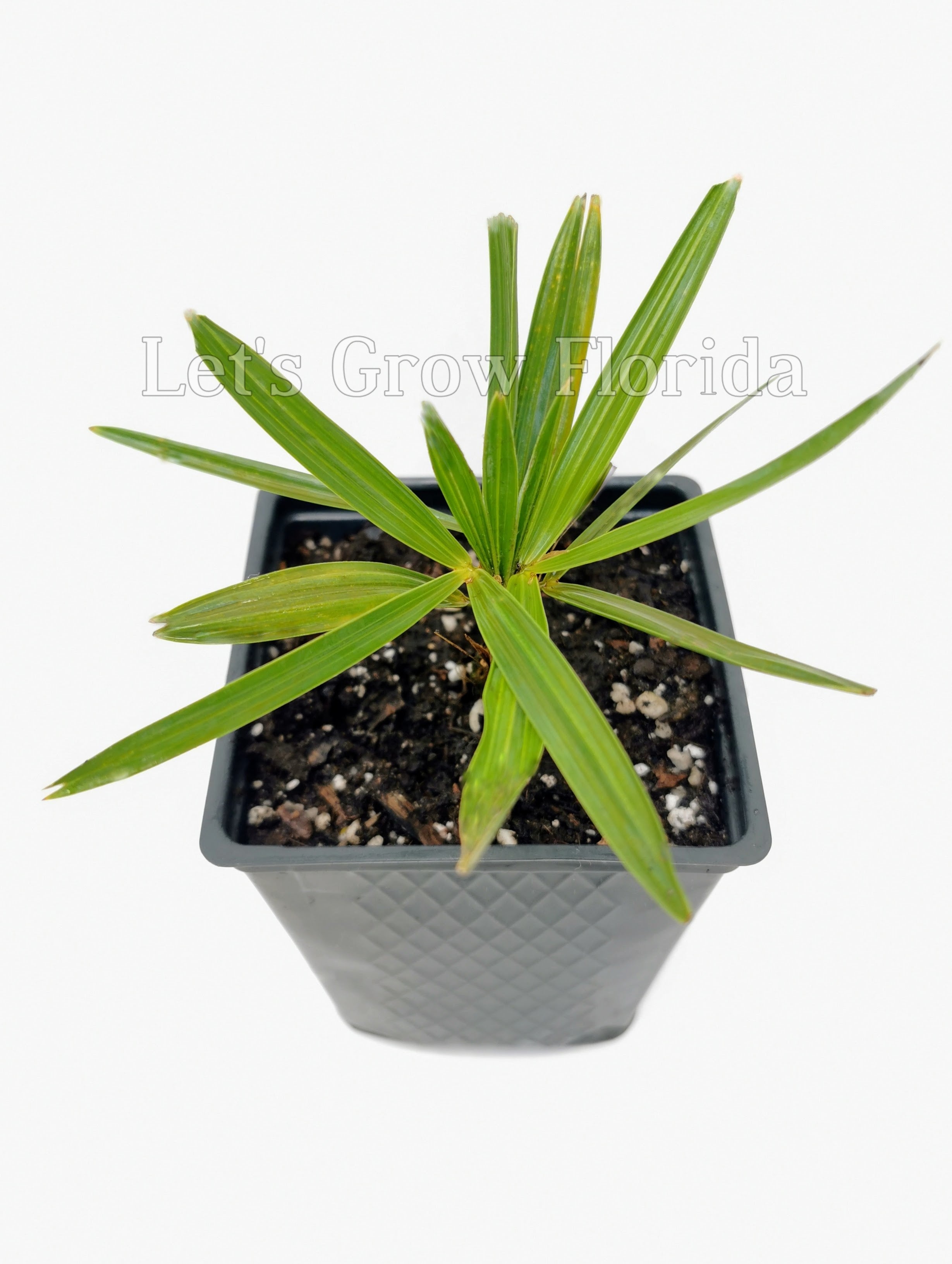 落葉樹 endoman. Hemithrinax ekmaniana, Trinac, Jumagua Palm Tree Tropical Rare