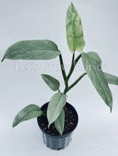 Load image into Gallery viewer, Philodendron hastatum (Silver Sword)