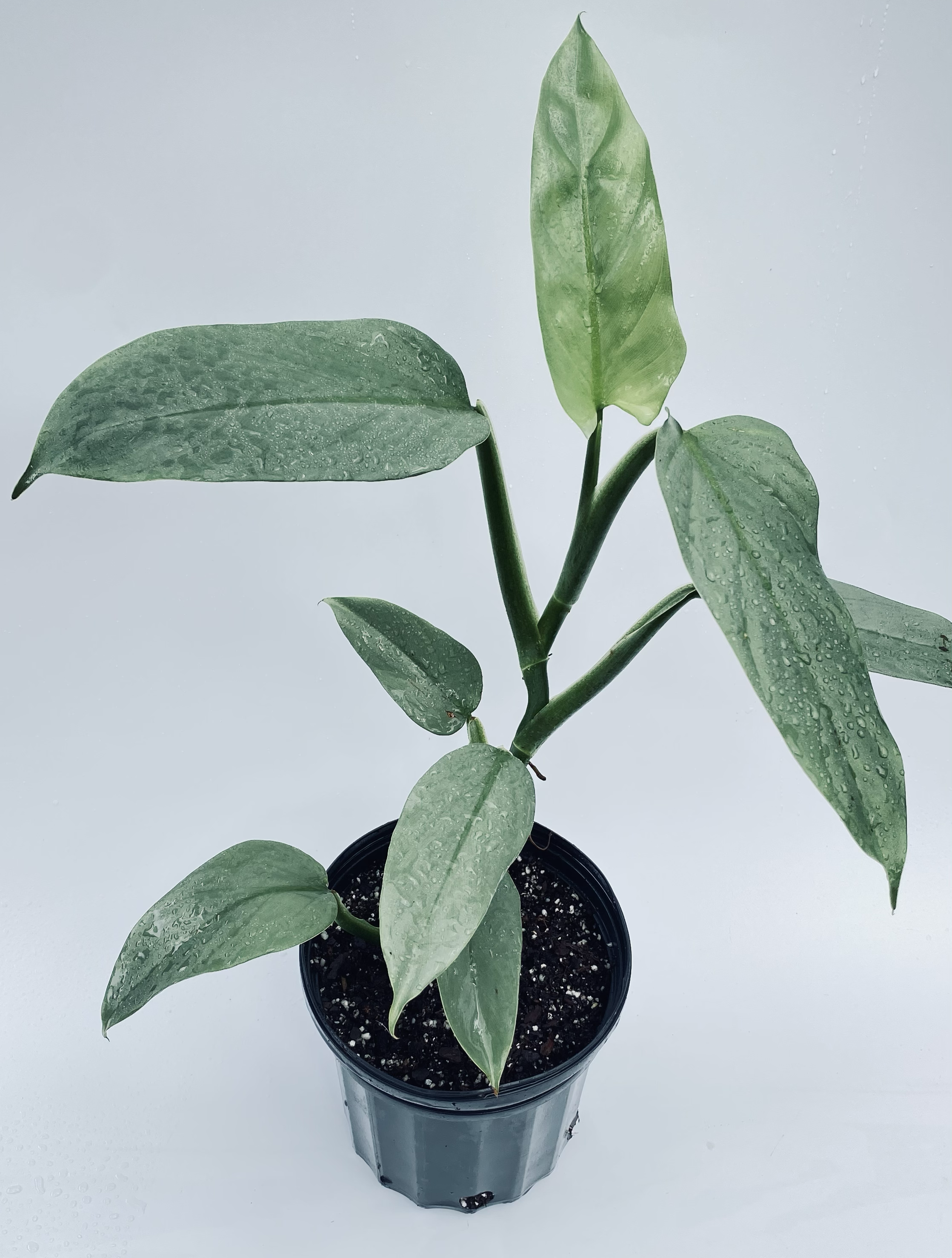Philodendron hastatum (Silver Sword). – Let's Grow Florida