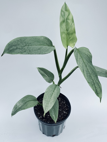 Philodendron hastatum (Espada de Plata).