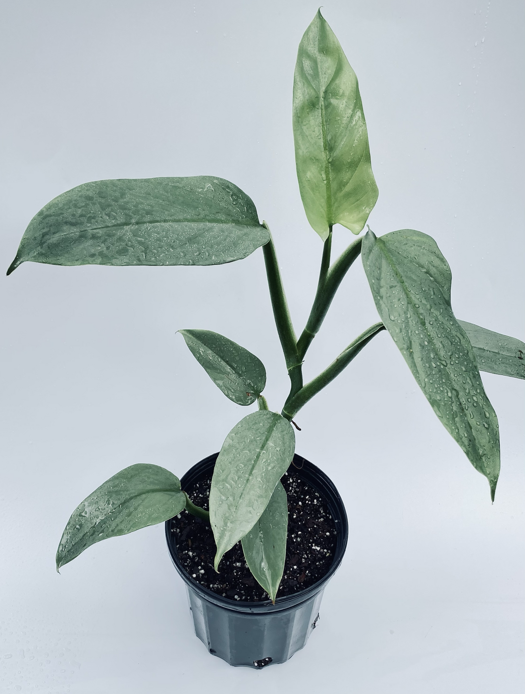 Philodendron hastatum (Épée d'argent).