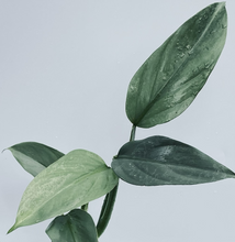 Load image into Gallery viewer, Philodendron hastatum (Silver Sword).