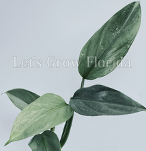 Load image into Gallery viewer, Philodendron hastatum (Silver Sword)