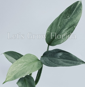 philodendron bipennifolium vs hastatum Philodendron hastatum (Silver Sword) Aroid – Let's Grow Florida