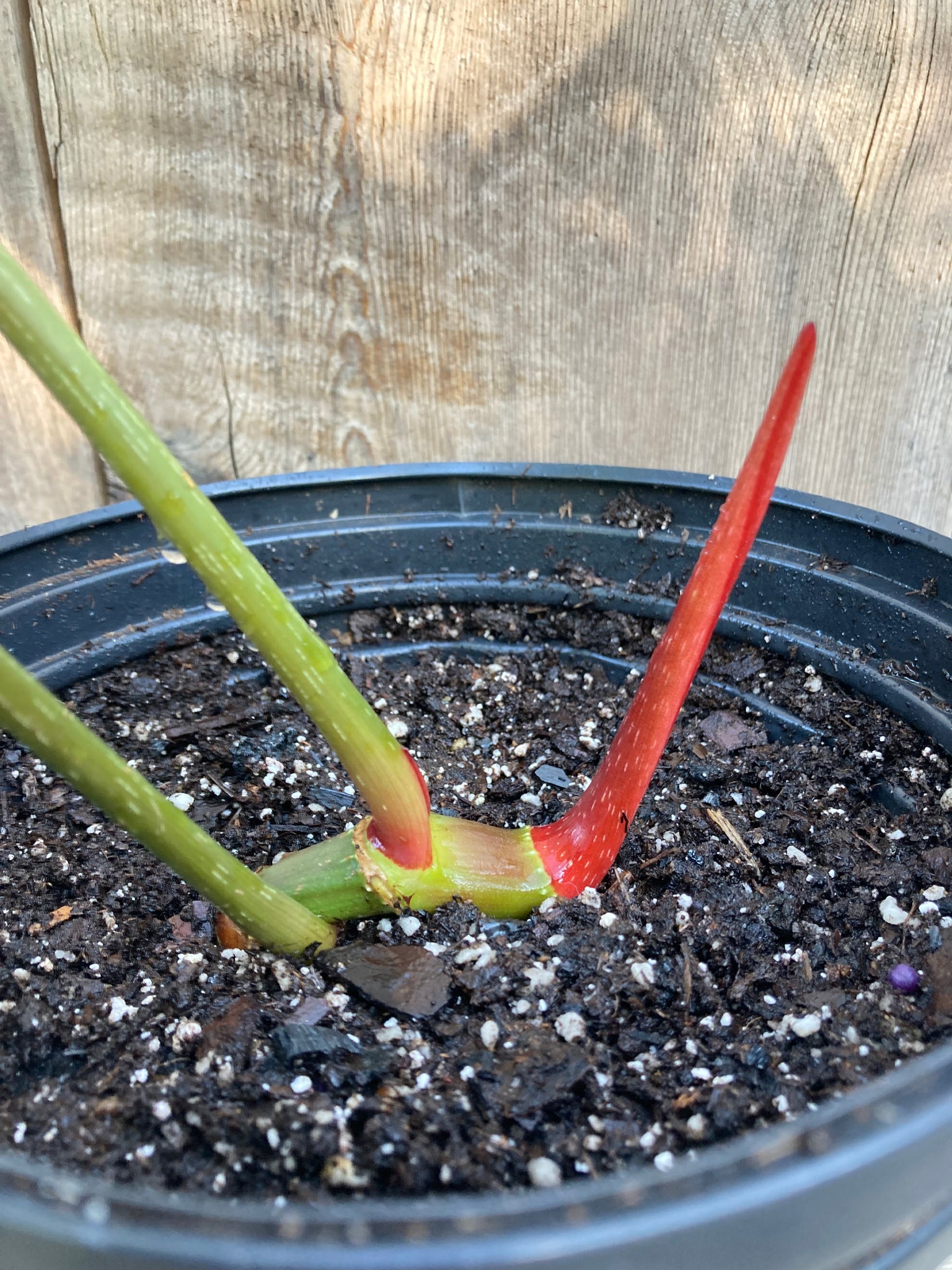 crawling philodendrons Philodendron gloriosum Aroid Plant – Let's Grow Florida