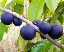 Cargar imagen en el visor de la galería, Jaboticaba, Plinia cauliflora var. Árbol frutal de uva azul brasileño