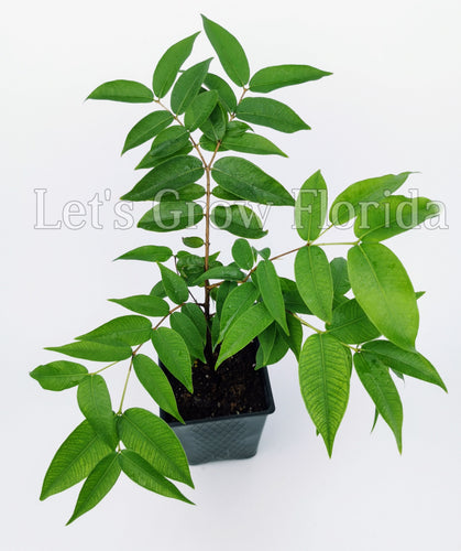 Jaboticaba, Plinia cauliflora var. Arbre fruitier rouge du Brésil